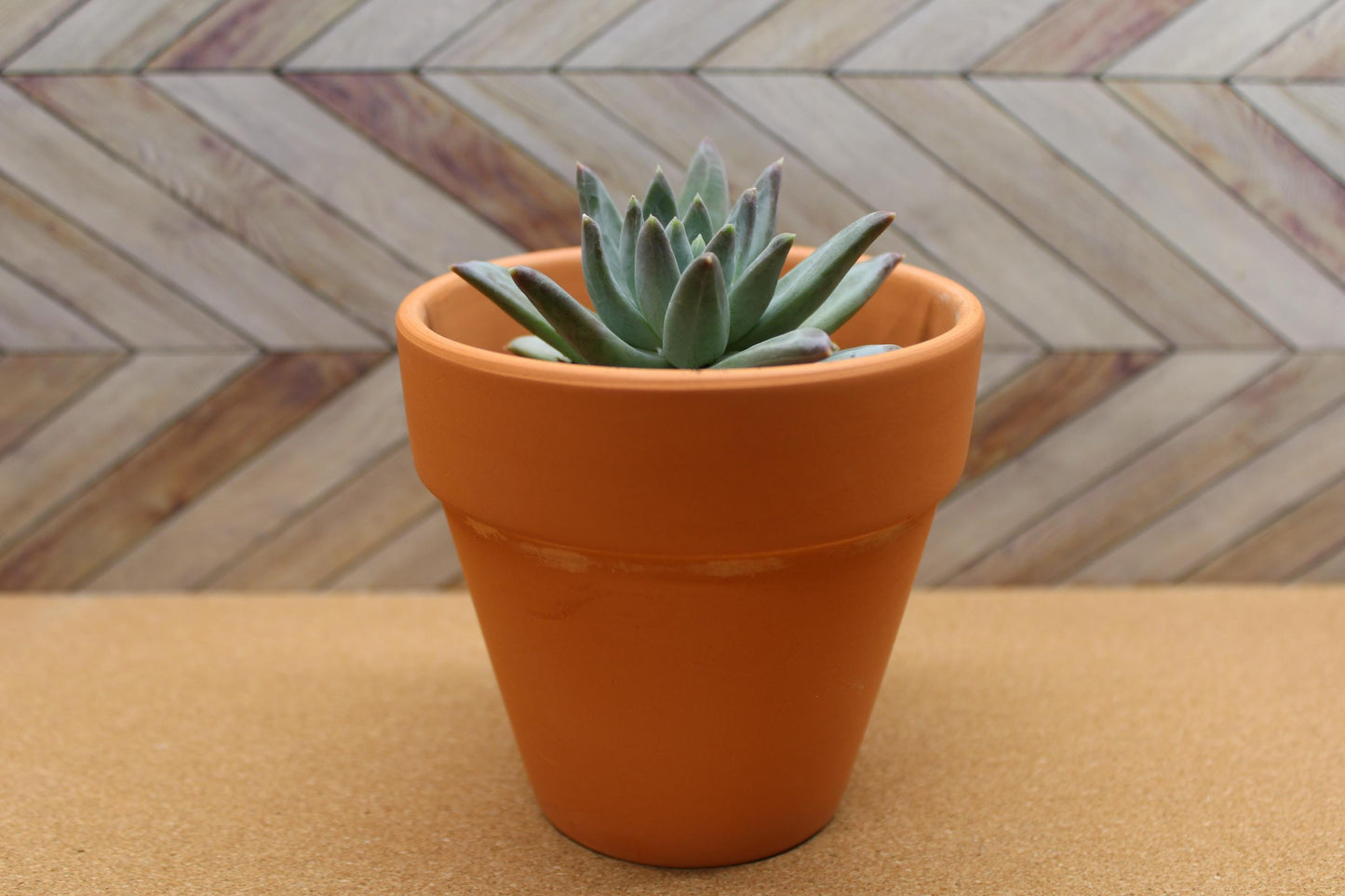 4 inch Pachyveria glauca ‘Little Jewel’