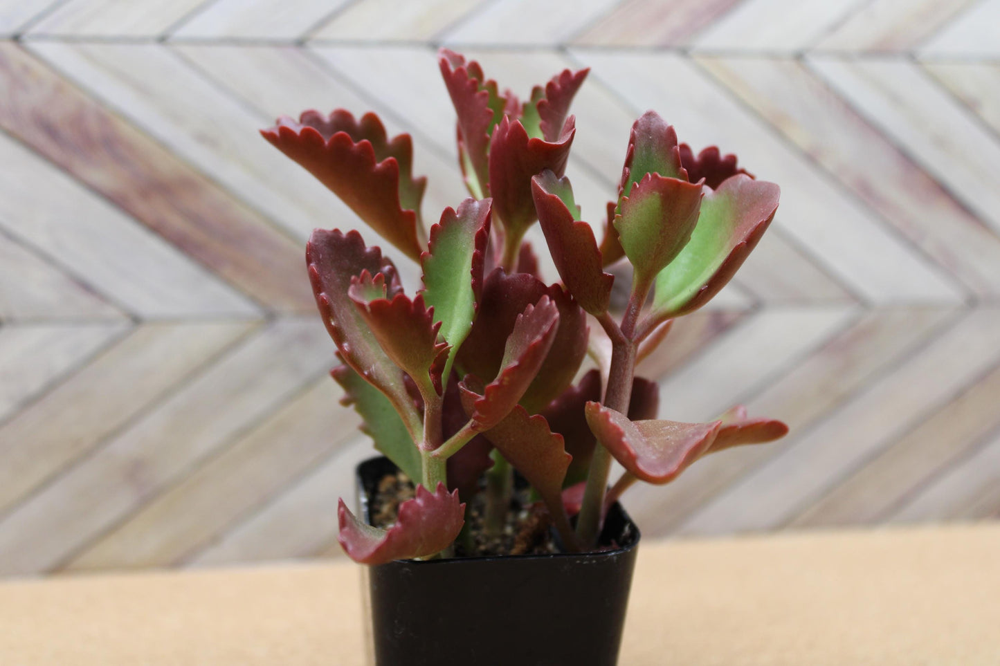 2 inch Kalanchoe Sexangularis "Six Angled Kalanchoe"