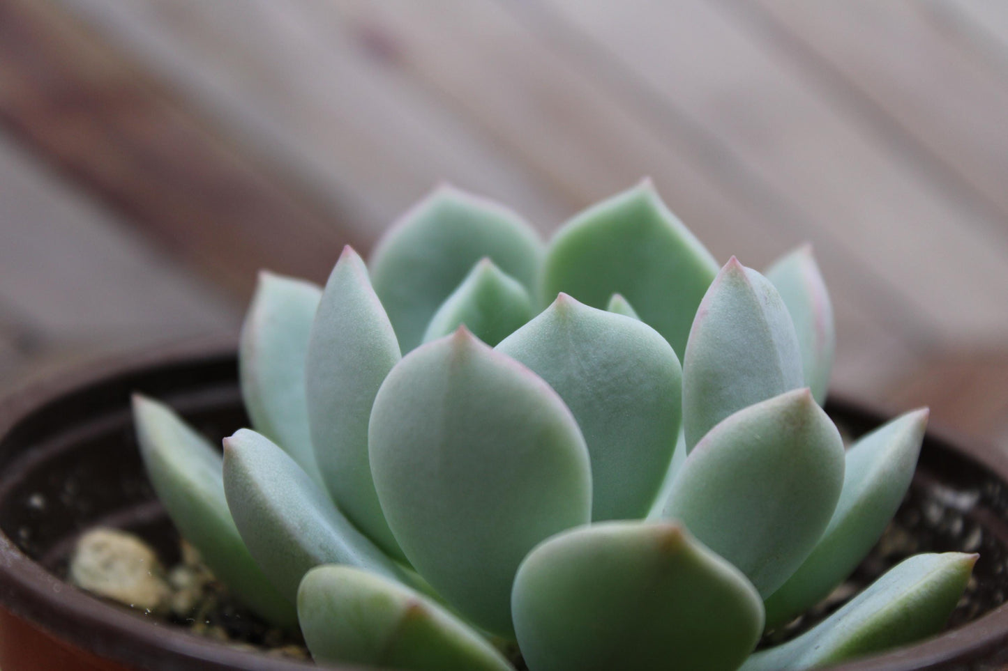 4 inch Echeveria ‘Moonglow’