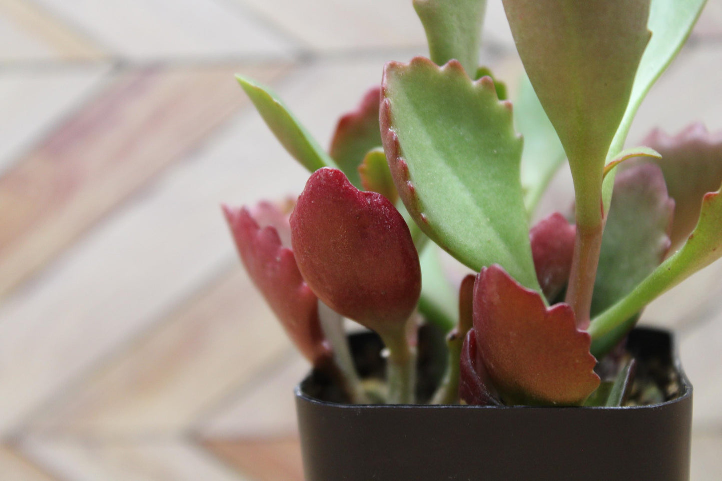 2 inch Kalanchoe Sexangularis "Six Angled Kalanchoe"