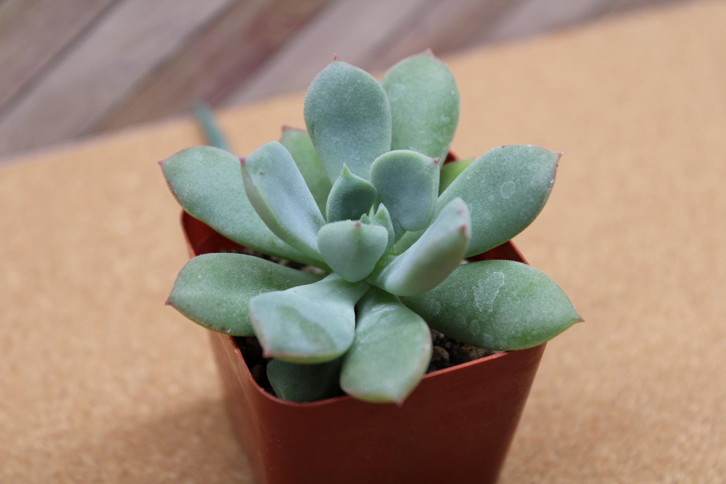 2 Inch Echeveria ‘Green Goddess’