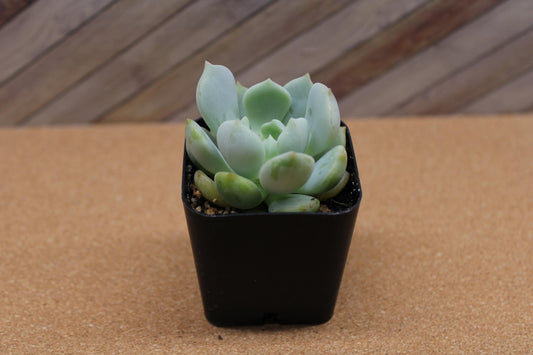 2 inch Echeveria ‘Moonglow’