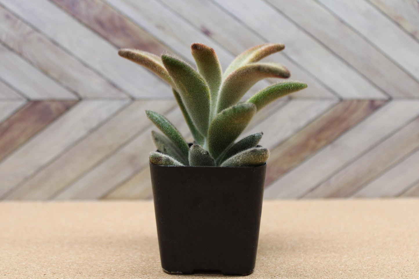 2 inch Kalanchoe tomentosa ‘Chocolate Soldier’