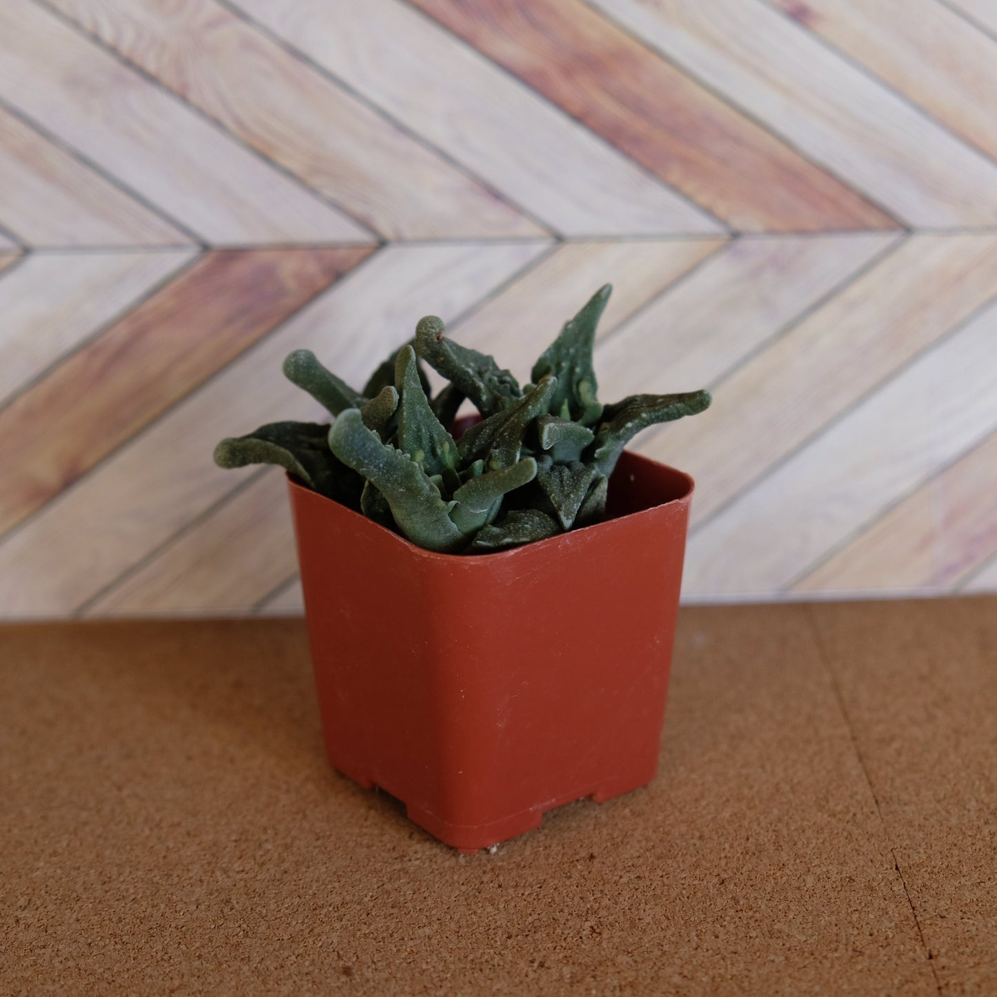 2 inch Faucaria tuberculosa 'pebbled tigers jaw'