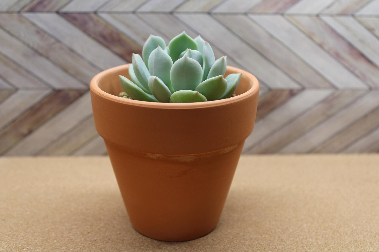 4 inch Echeveria ‘Moonglow’
