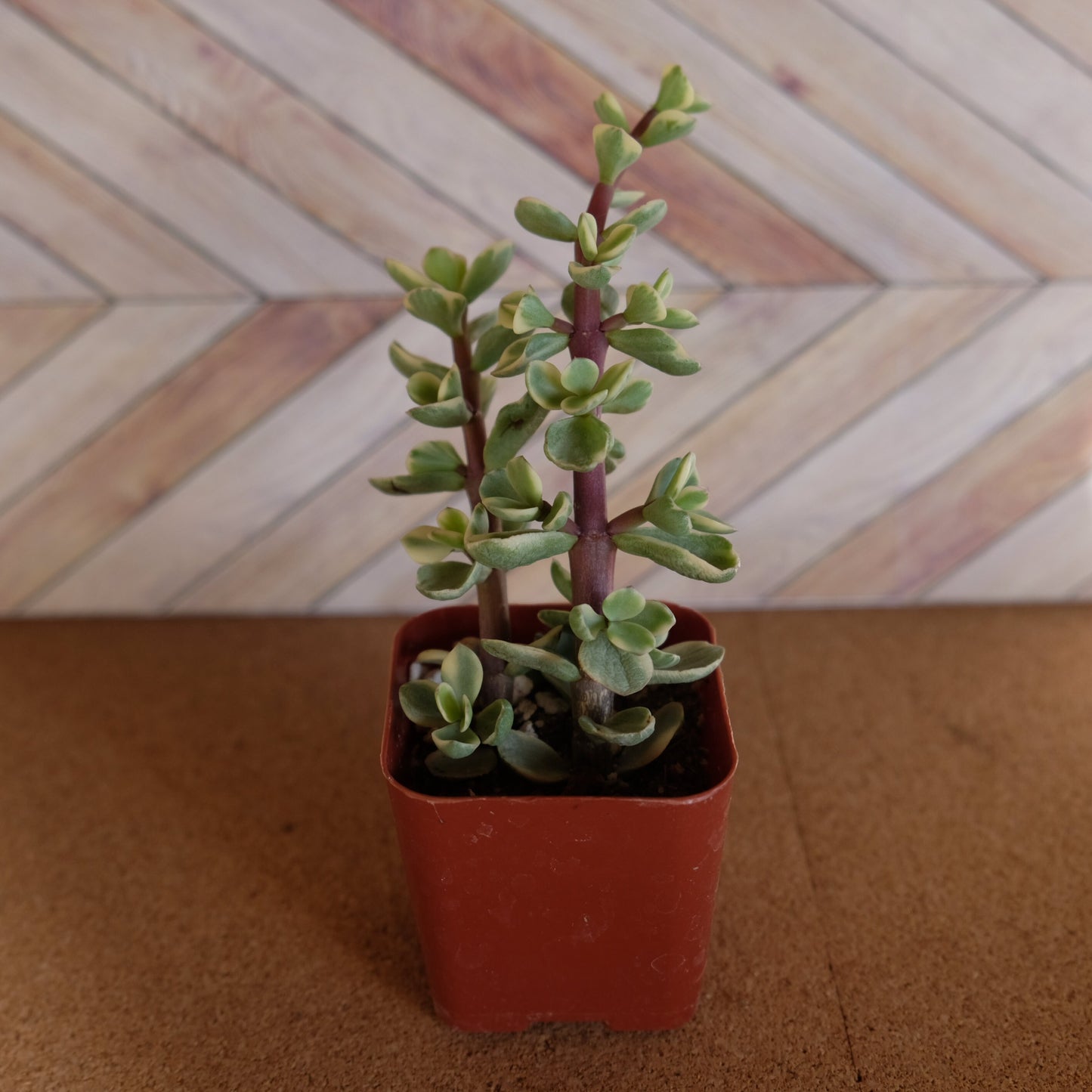 2 inch variegated portulacaria 'elephant bush'
