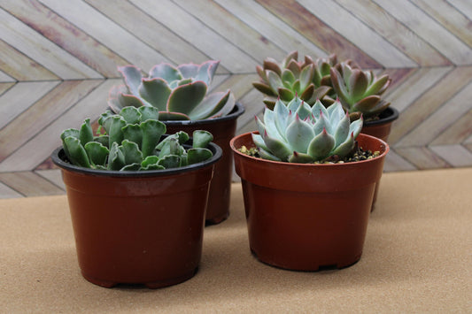 Randomly assorted "4 Inch pot" succulents & Catci, potted and rooted for diy projects, party favor, fairy gardens and more