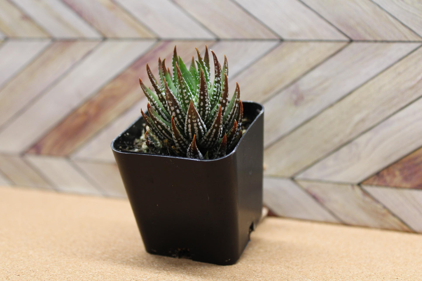 2 inch Haworthia reinwardtii f. kaffirdriftensis