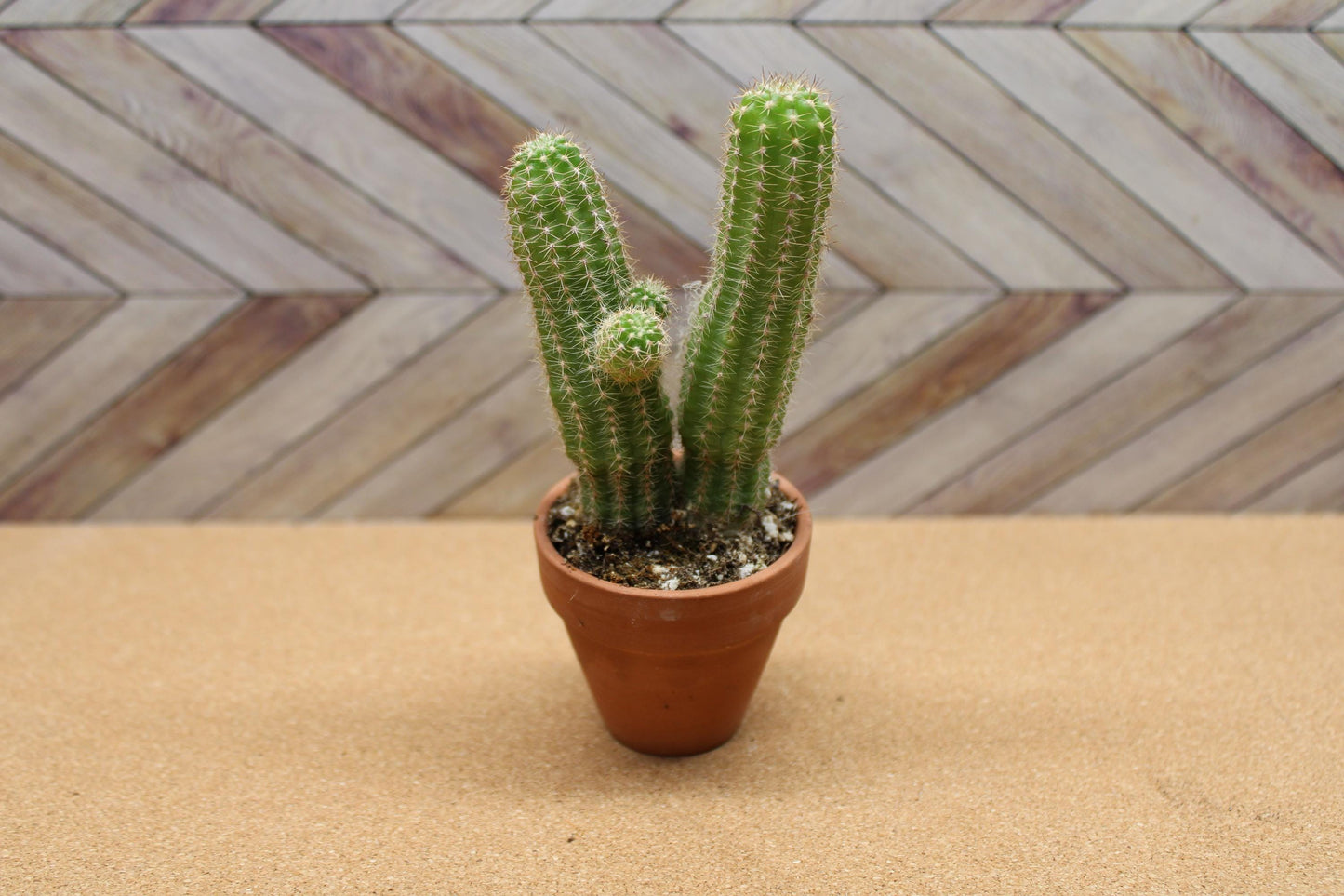 2 inch Echinopsis chamaecereus 'Peanut Cactus'