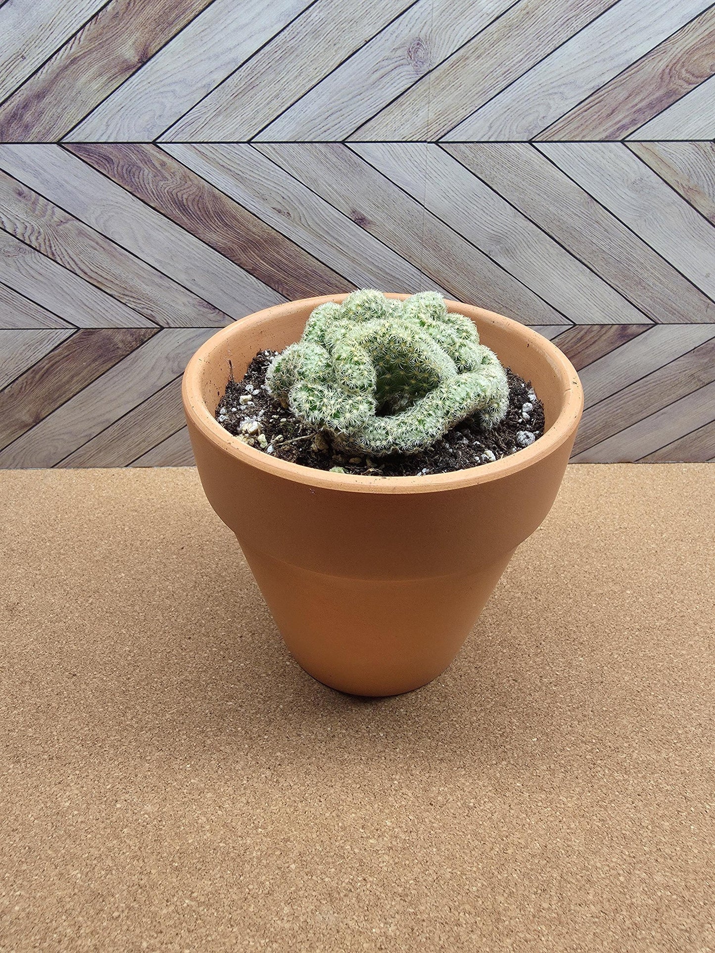 4 inch Mammillaria elongata cristata 'Brain Cactus' crested