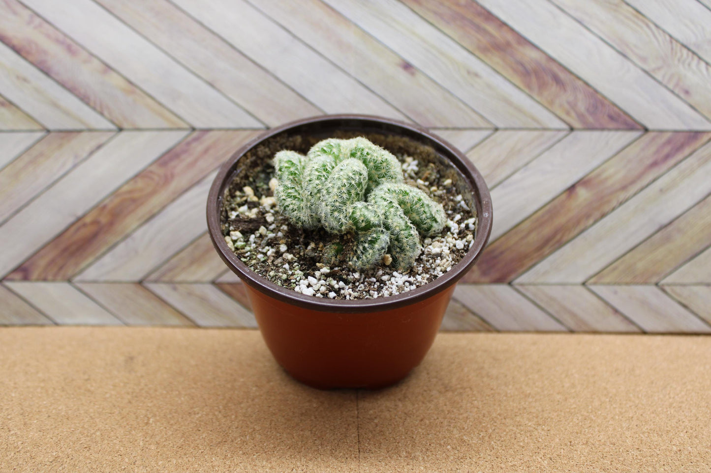 4 inch Mammillaria elongata cristata 'Brain Cactus' crested