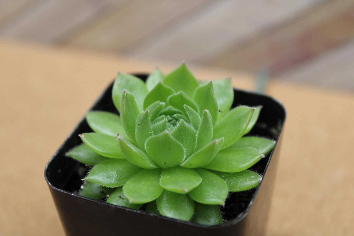 2 inch Sempervivum ‘Spring Beauty’