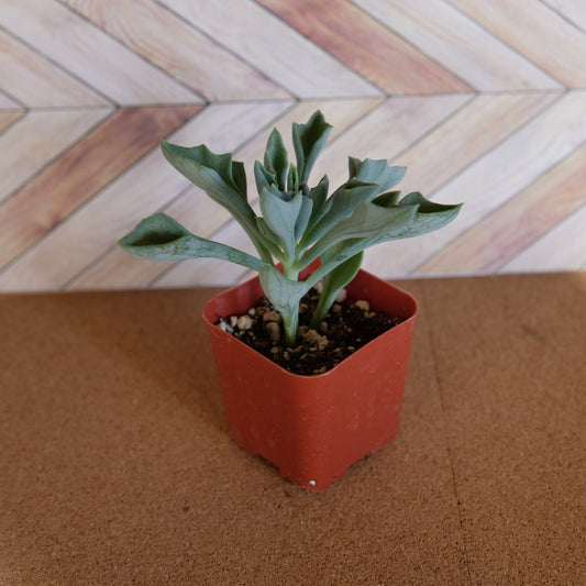 2 inch Senecio kleiniiformis 'Spear Head Succulent'