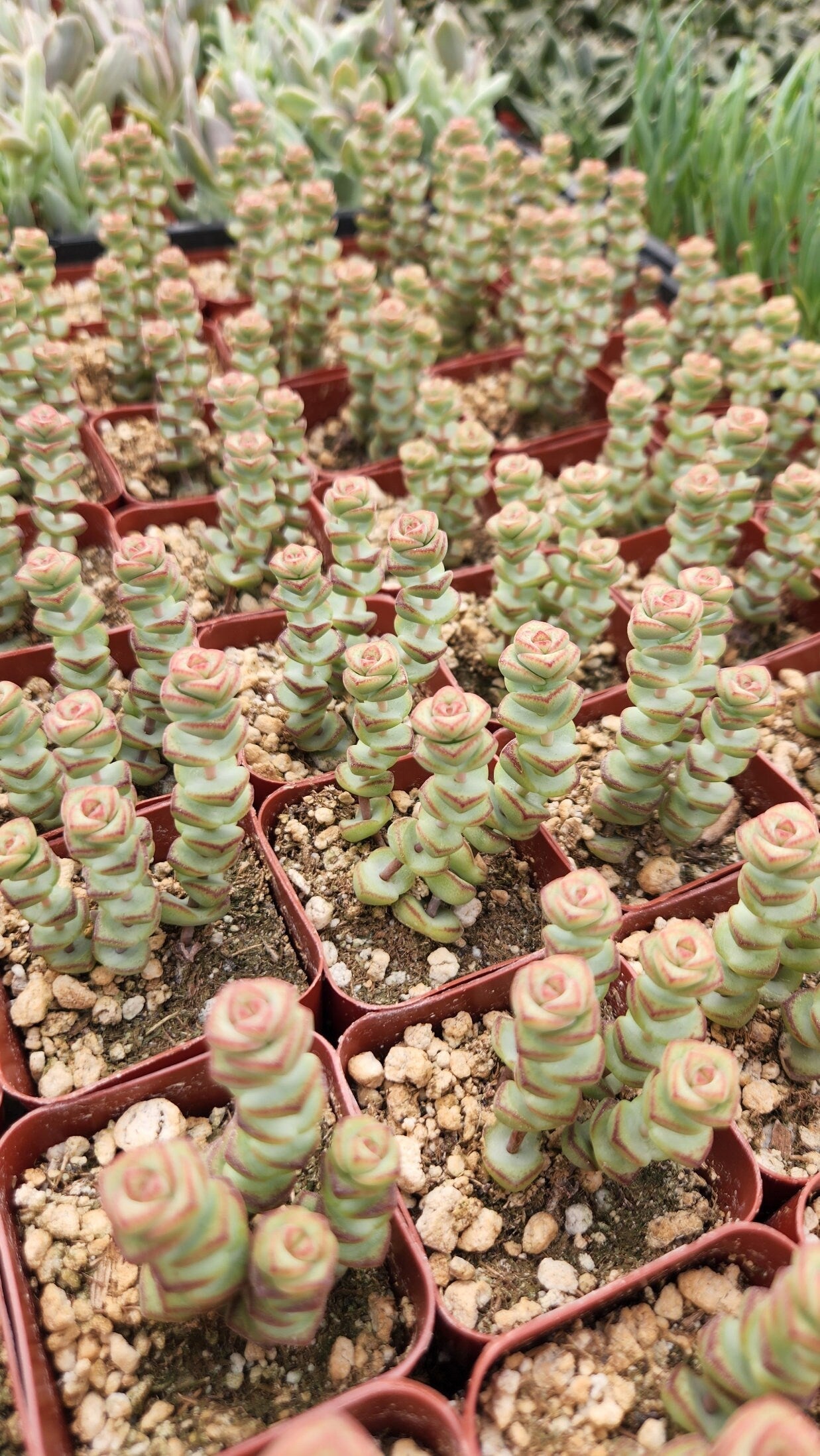 2 inch crassula marnieriana 'worm plant' 'baby jade necklace'