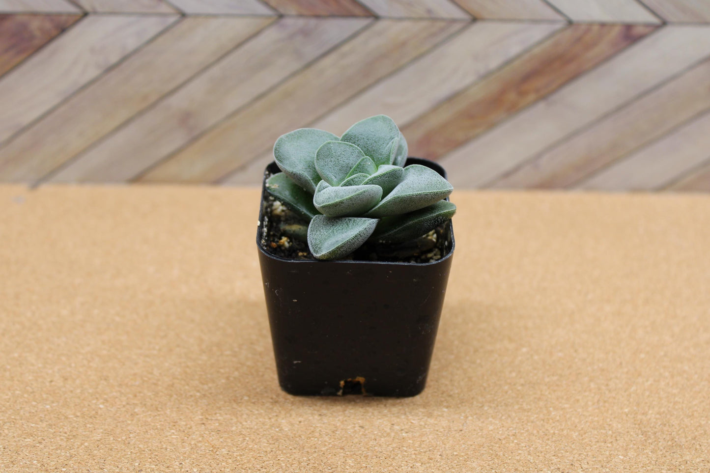 2 inch Crassula ‘Silver Springtime’