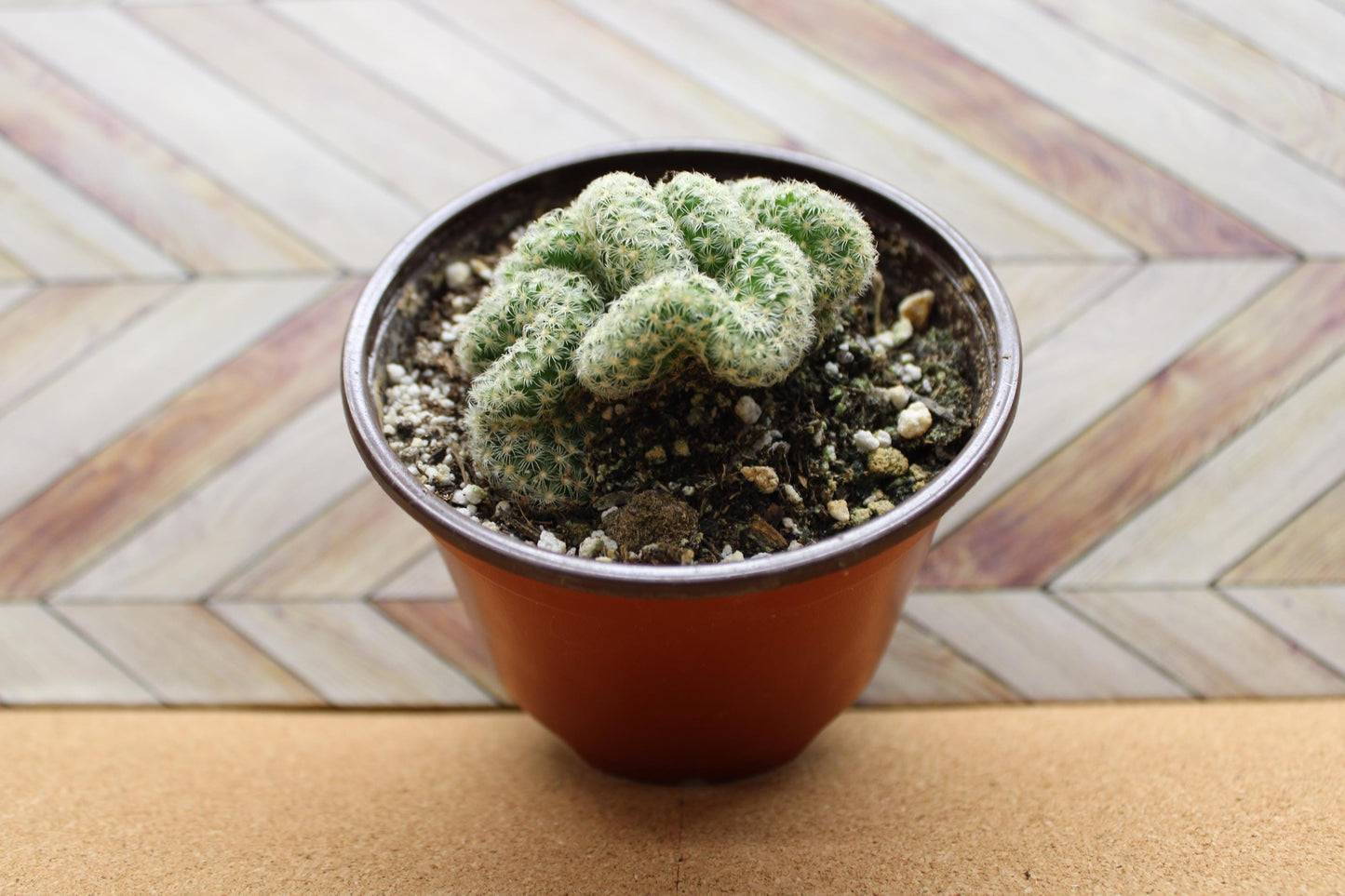 4 inch Mammillaria elongata cristata 'Brain Cactus' crested