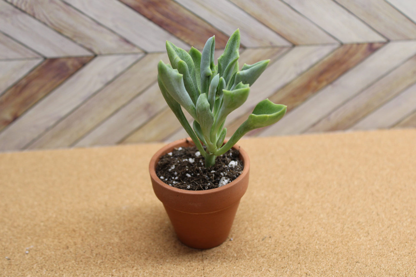 2 inch Senecio kleiniiformis 'Spear Head Succulent'