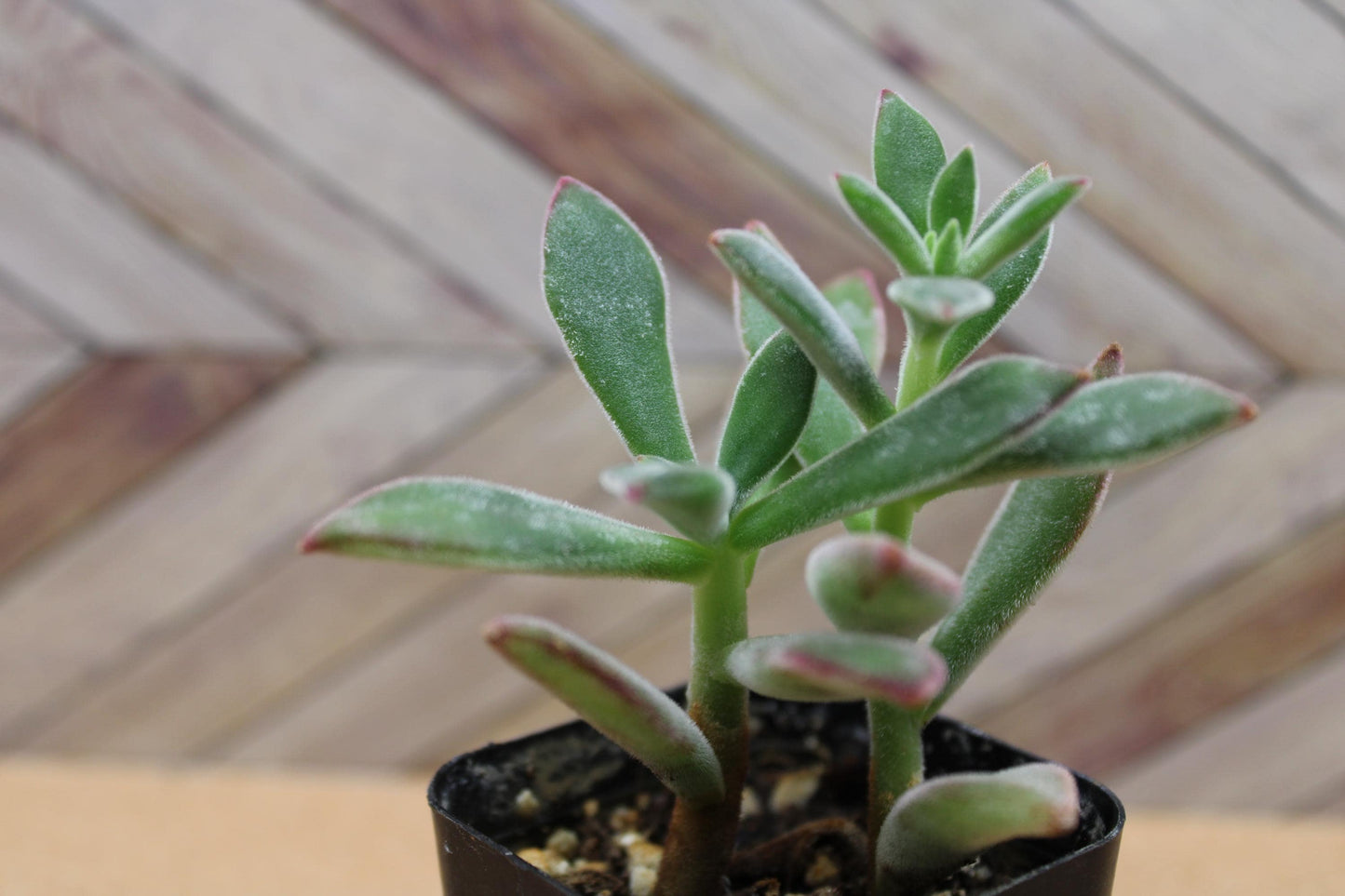2 inch Echeveria harmsii ‘Ruby Slipper’