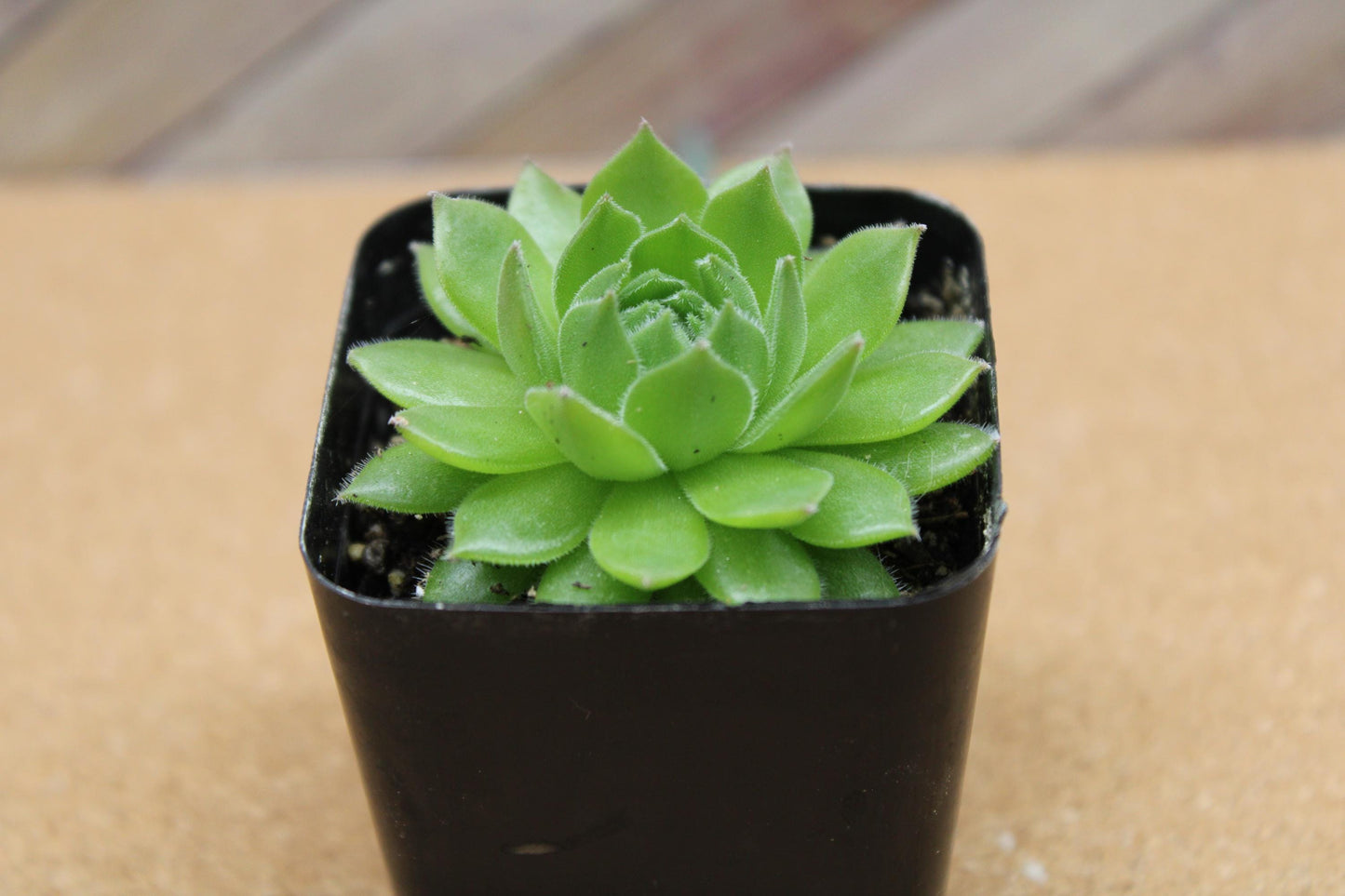 2 inch Sempervivum ‘Spring Beauty’