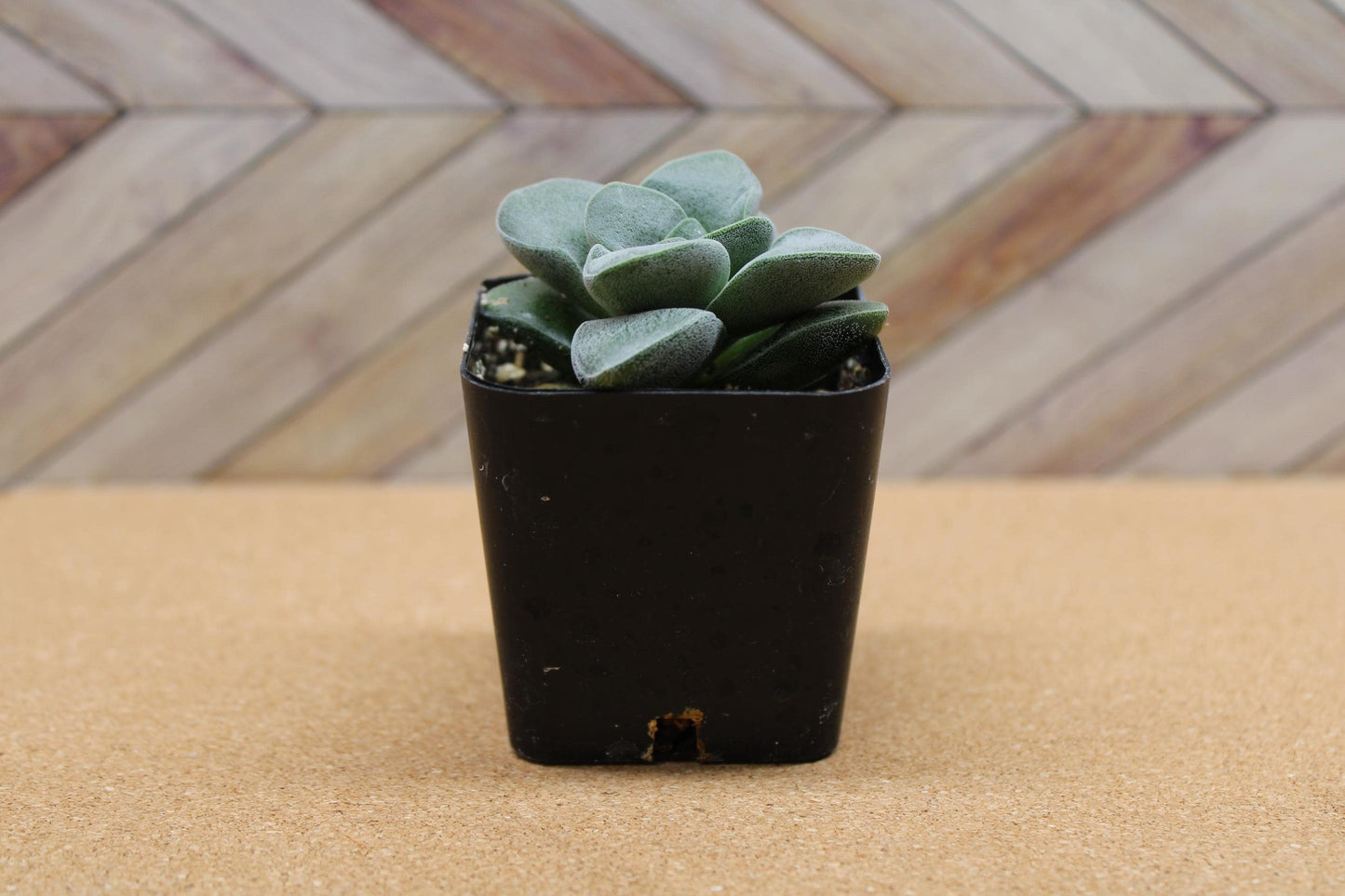 2 inch Crassula ‘Silver Springtime’