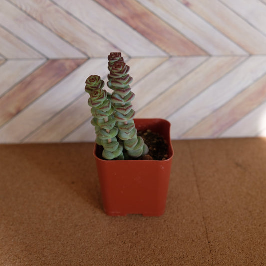 2 inch crassula marnieriana 'worm plant' 'baby jade necklace'