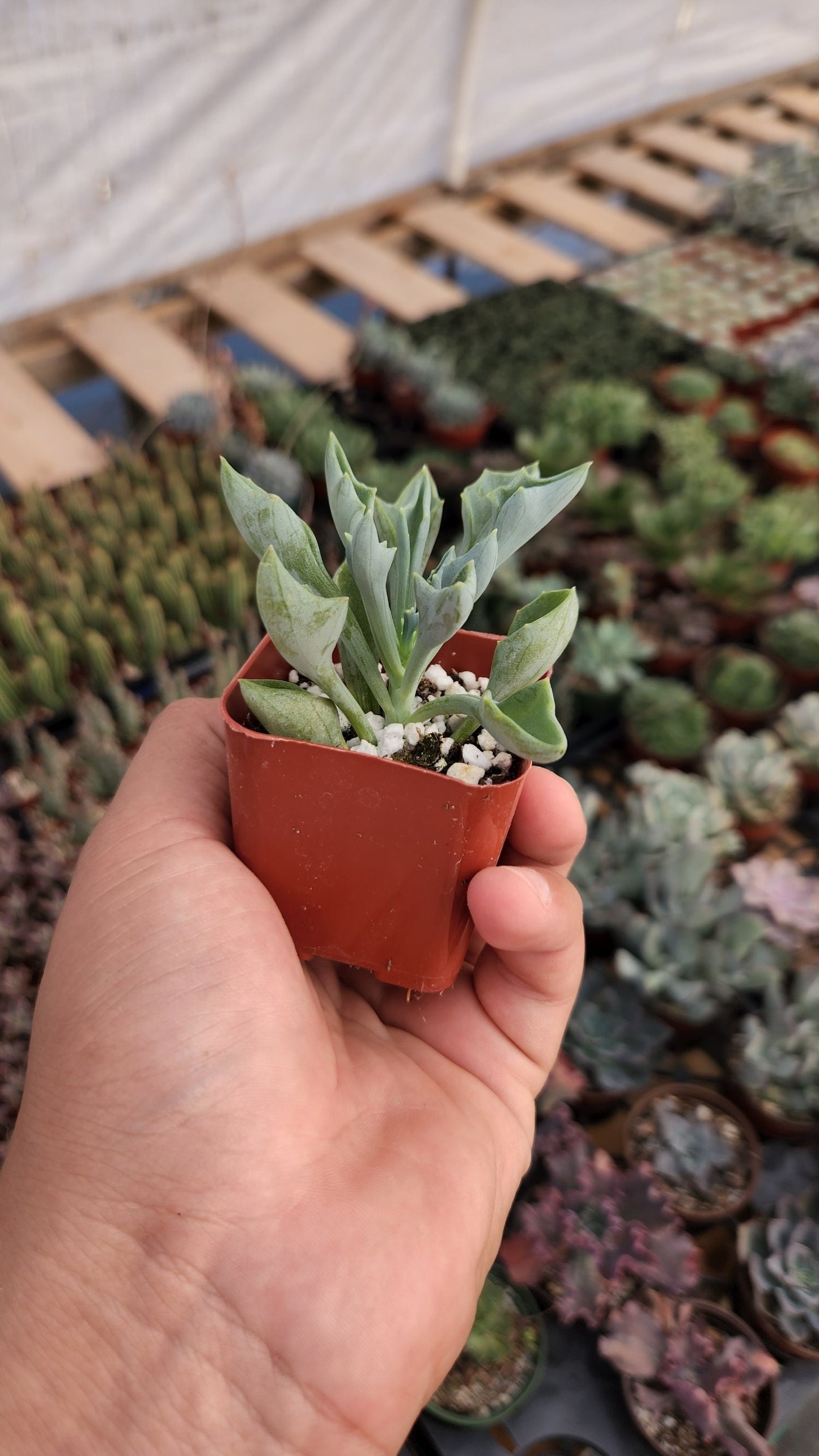 2 inch Senecio kleiniiformis 'Spear Head Succulent'