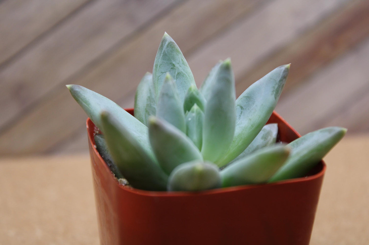 2 inch Pachyveria glauca ‘Little Jewel’