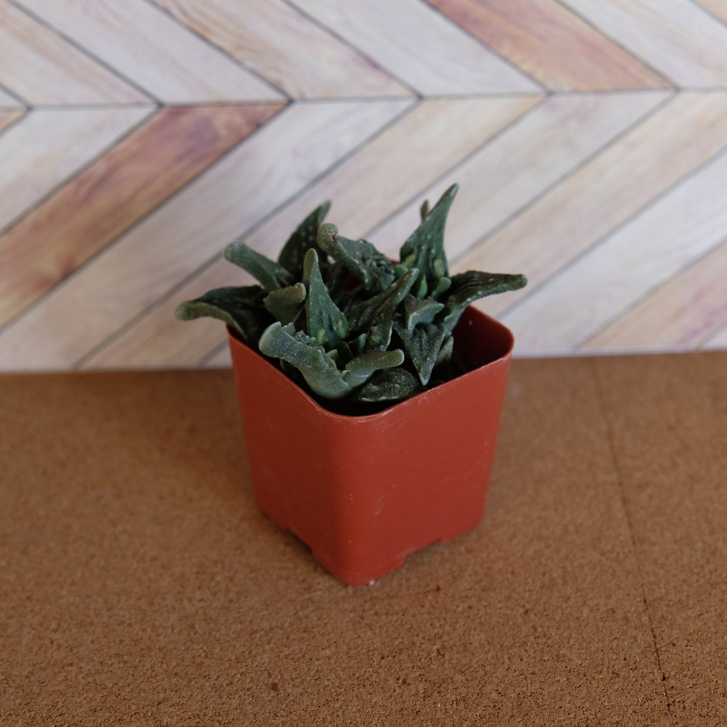 2 inch Faucaria tuberculosa 'pebbled tigers jaw'