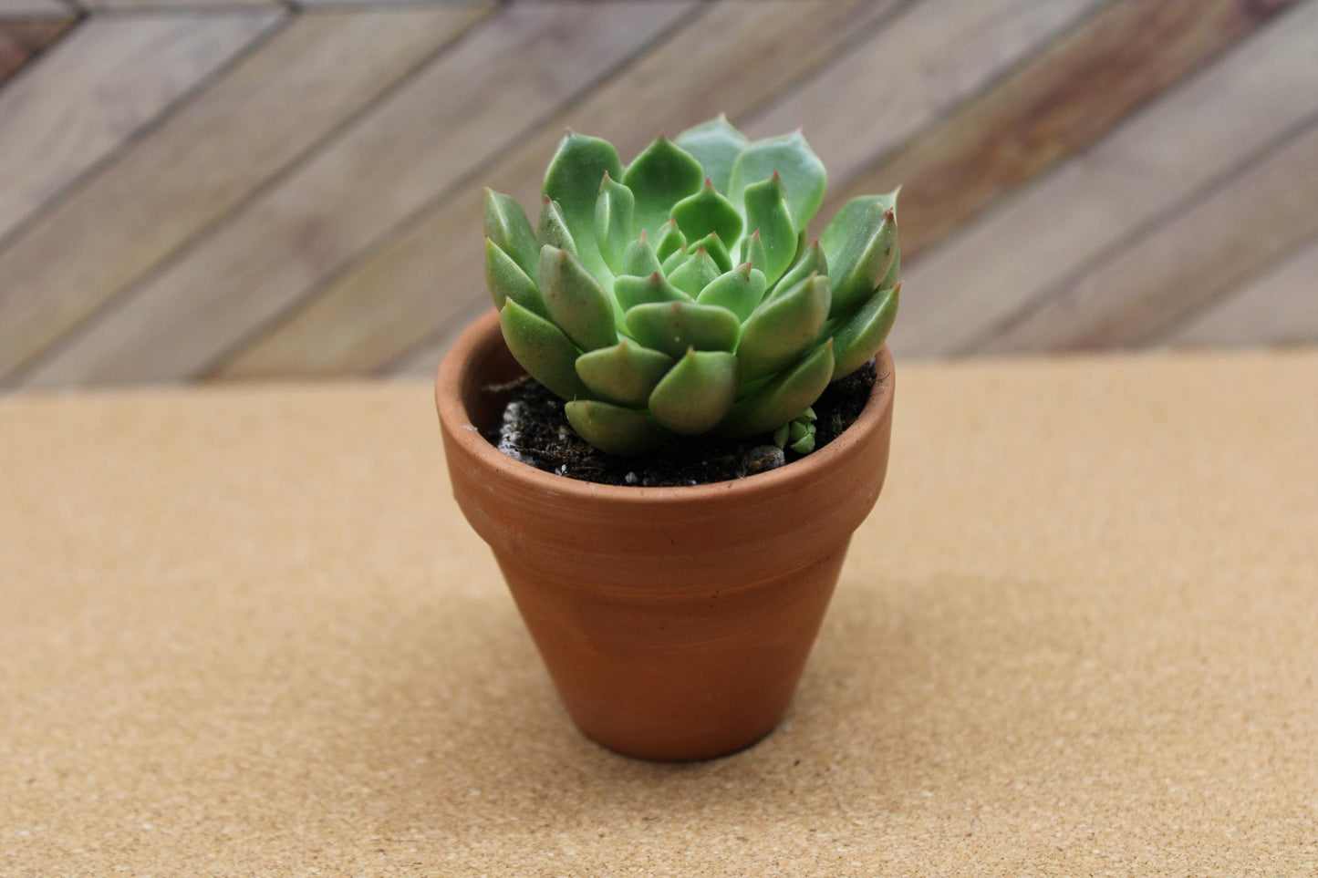 2 inch Graptoveria ‘Olivia’