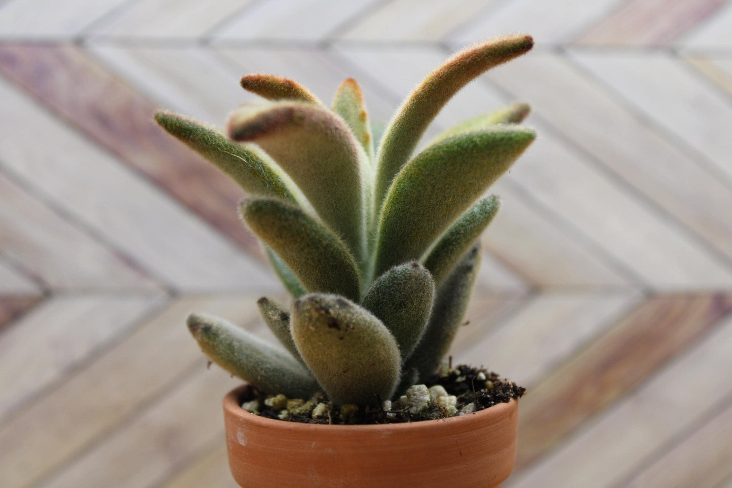 2 inch Kalanchoe tomentosa ‘Chocolate Soldier’