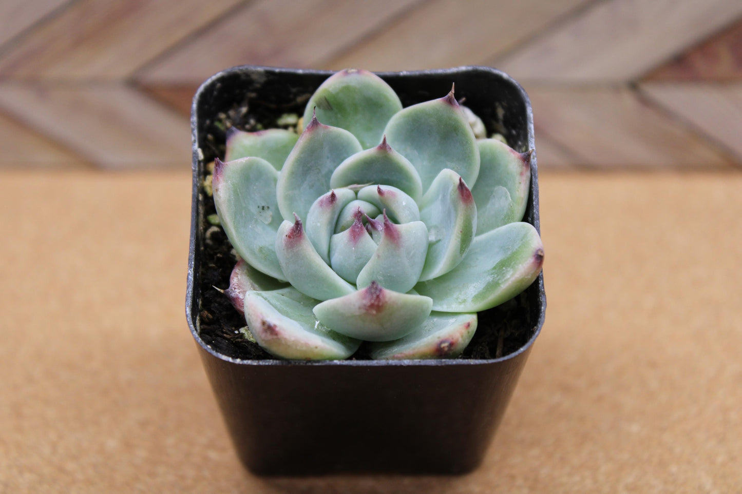 2 inch Echeveria 'Colorata'