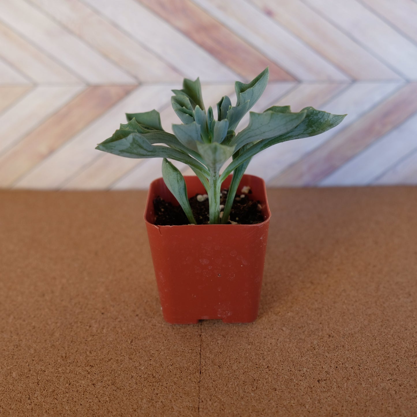2 inch Senecio kleiniiformis 'Spear Head Succulent'