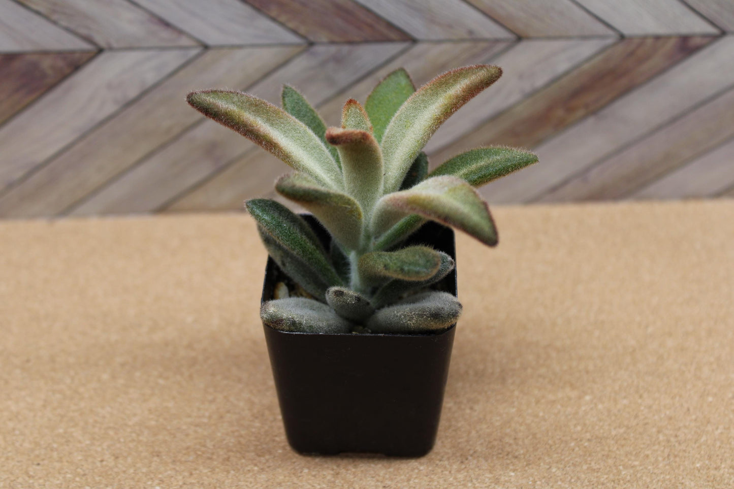 2 inch Kalanchoe tomentosa ‘Chocolate Soldier’
