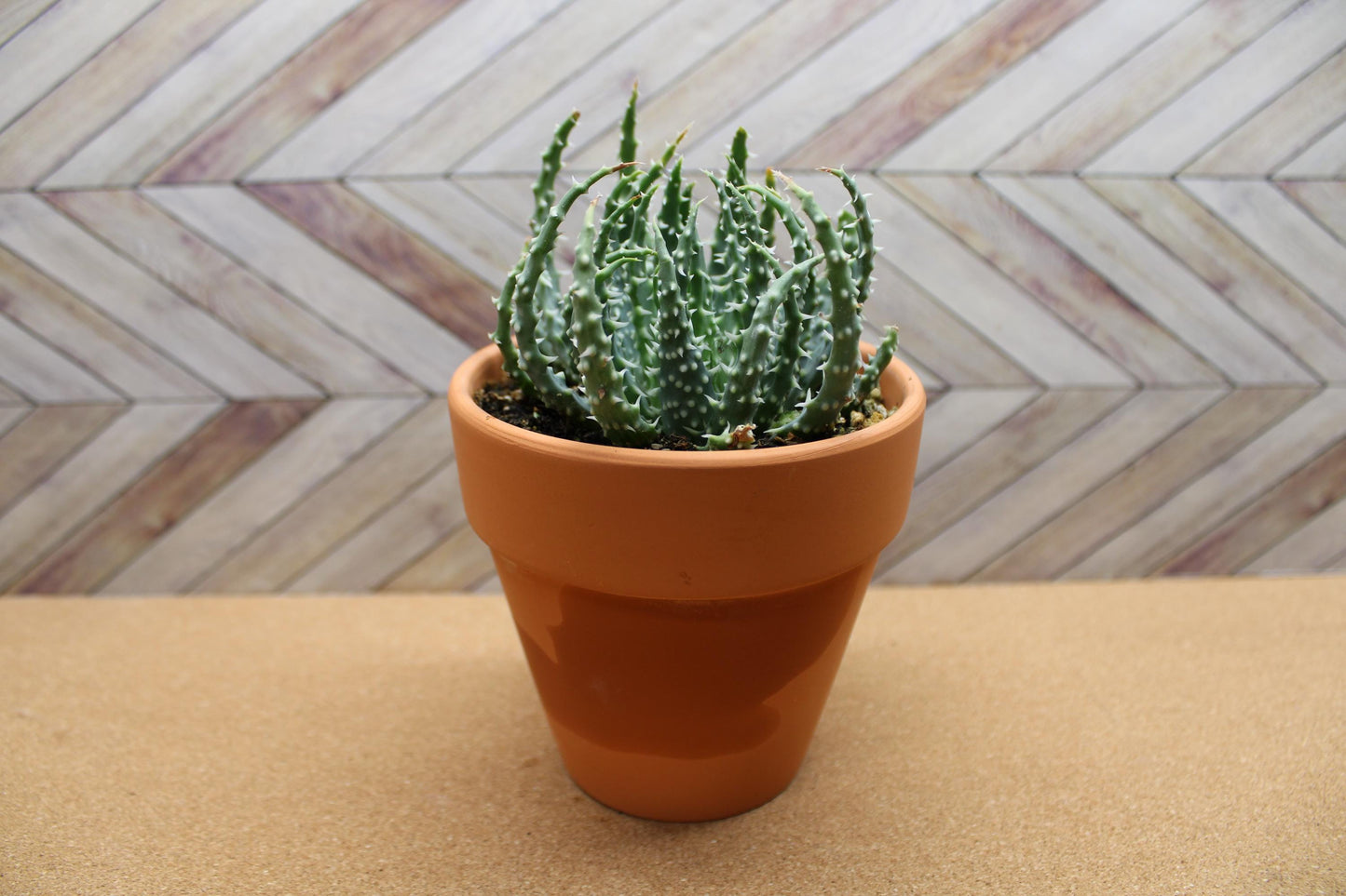 4 Inch Aloe humilis 'Hedgehog'