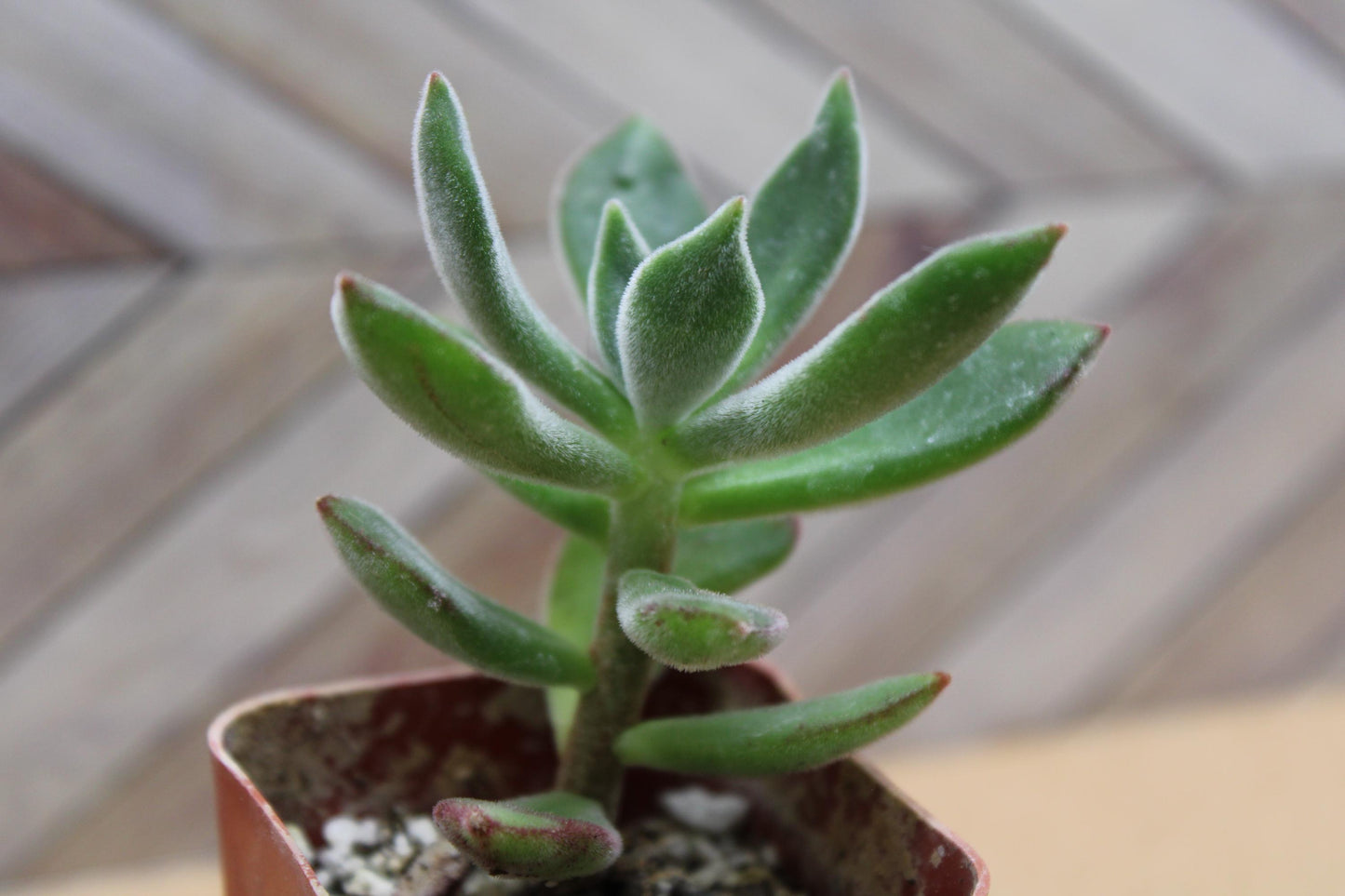 2 inch Echeveria harmsii ‘Ruby Slipper’