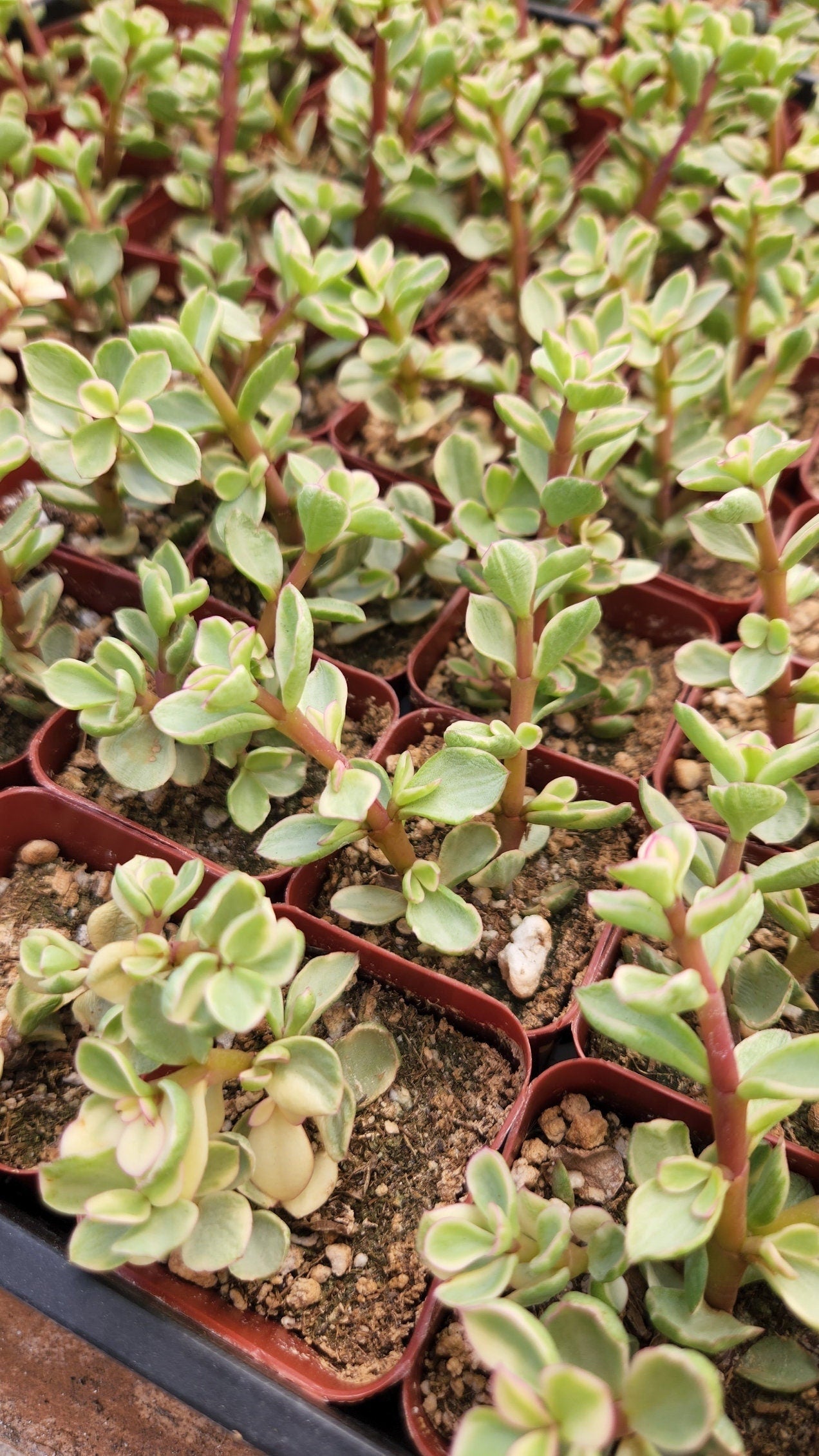 2 inch variegated portulacaria 'elephant bush'