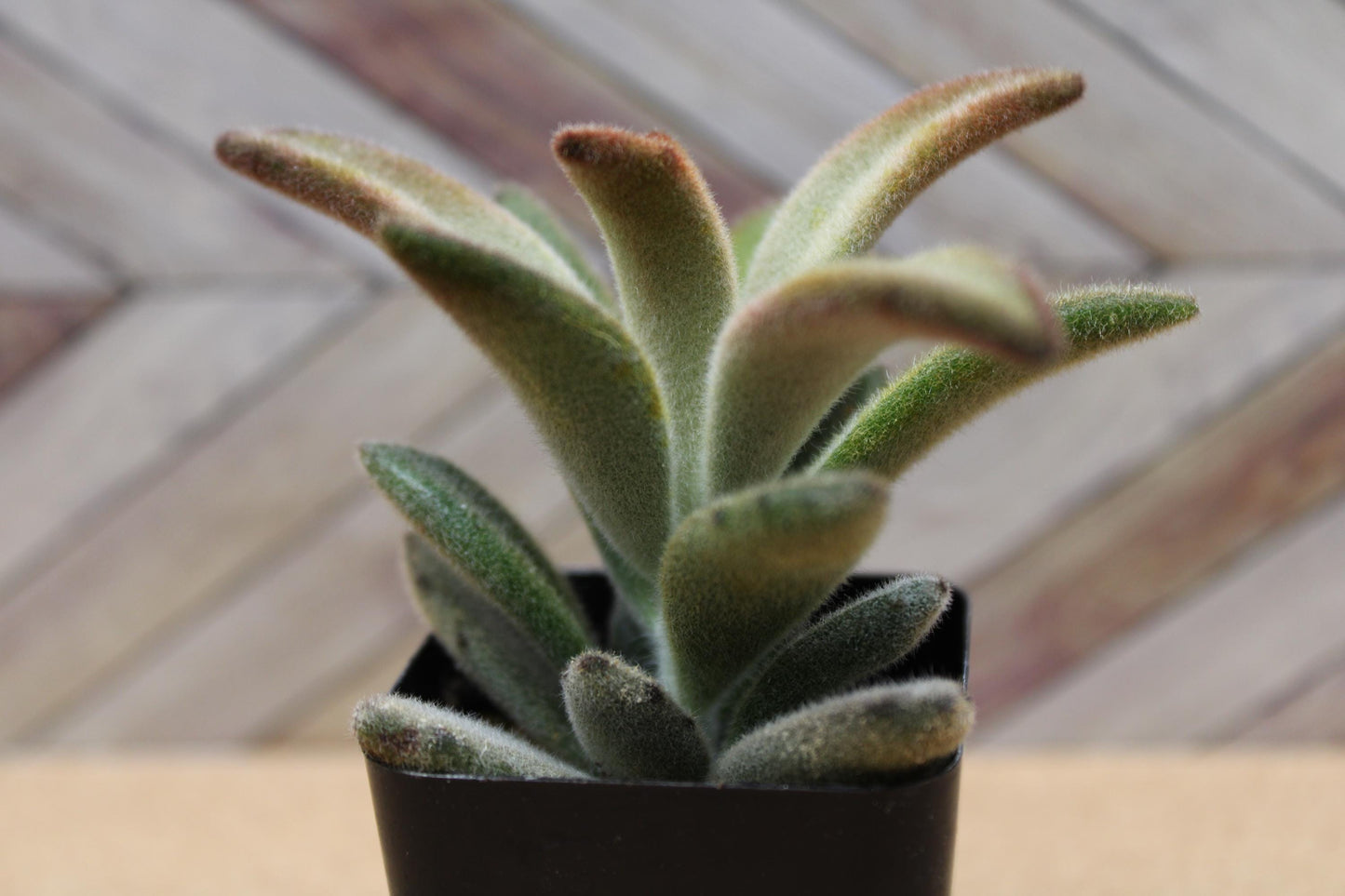 2 inch Kalanchoe tomentosa ‘Chocolate Soldier’