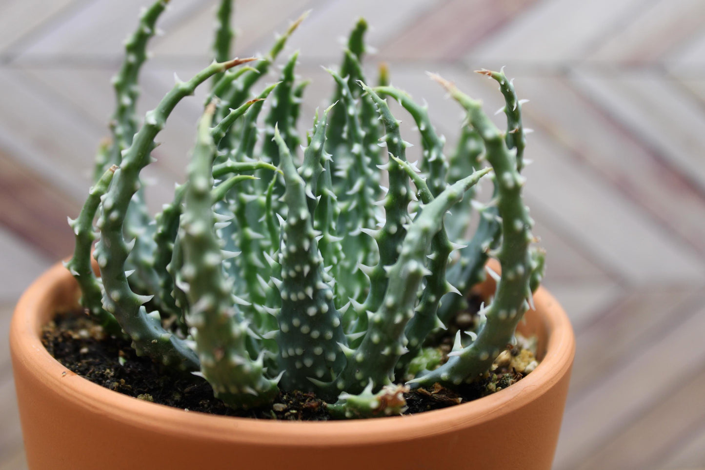 4 Inch Aloe humilis 'Hedgehog'