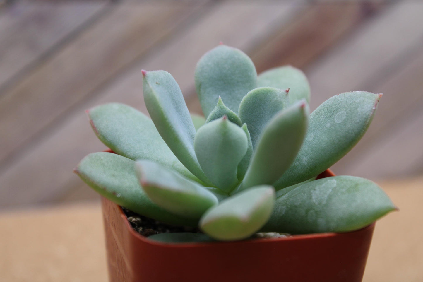 2 Inch Echeveria ‘Green Goddess’