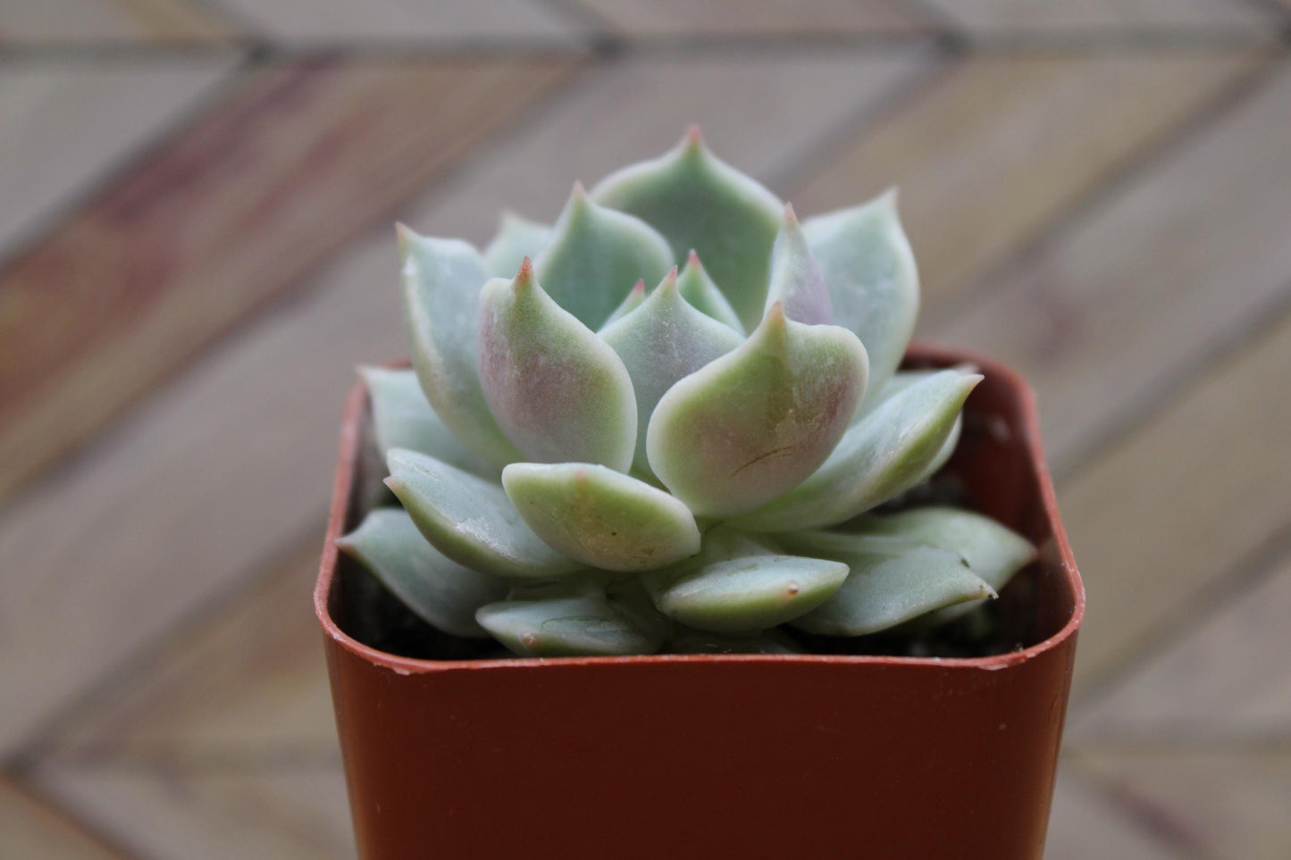 2 inch Echeveria 'Lola'