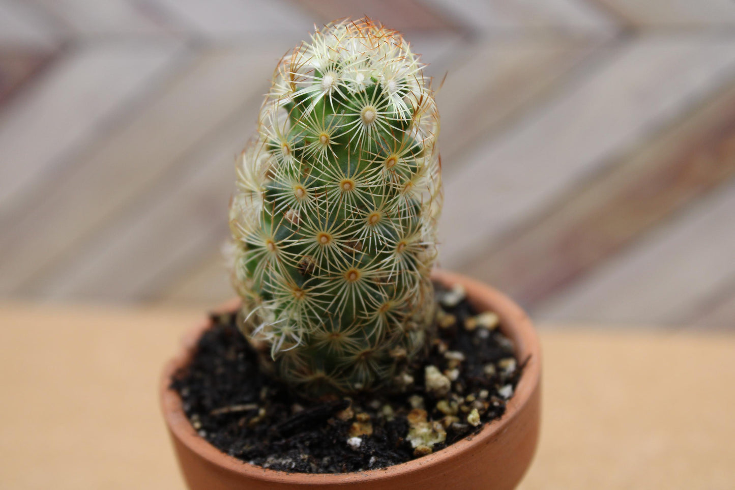 2 inch Mammillaria elongata 'Ladyfinger Cactus'