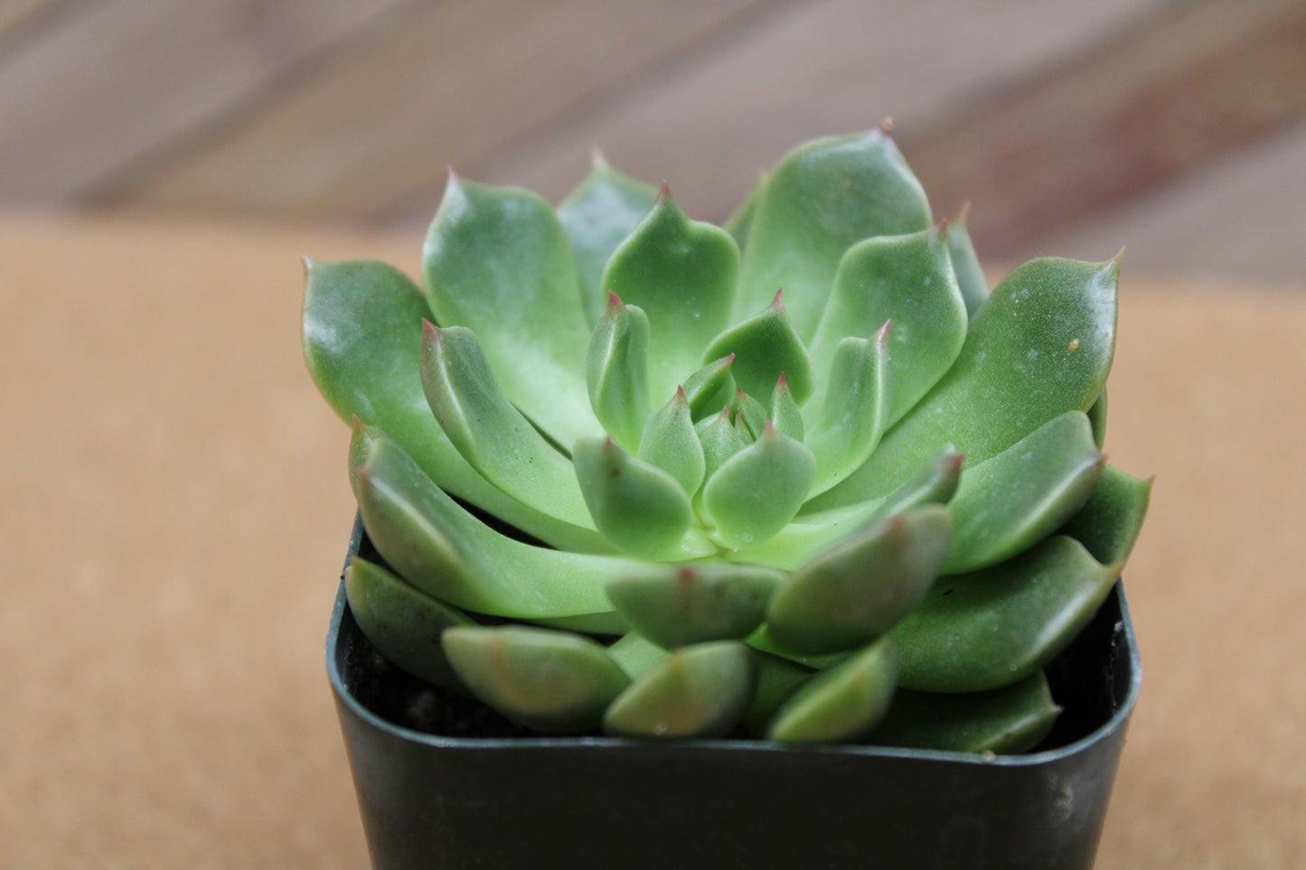 2 inch Graptoveria ‘Olivia’