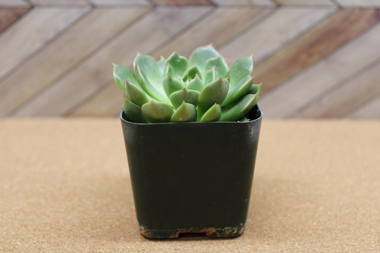 2 inch Graptoveria ‘Olivia’
