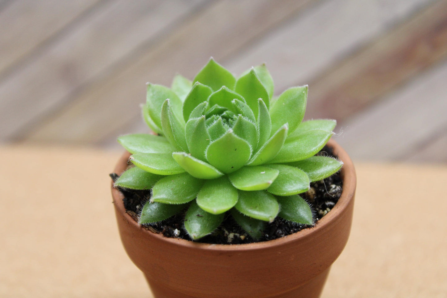 2 inch Sempervivum ‘Spring Beauty’