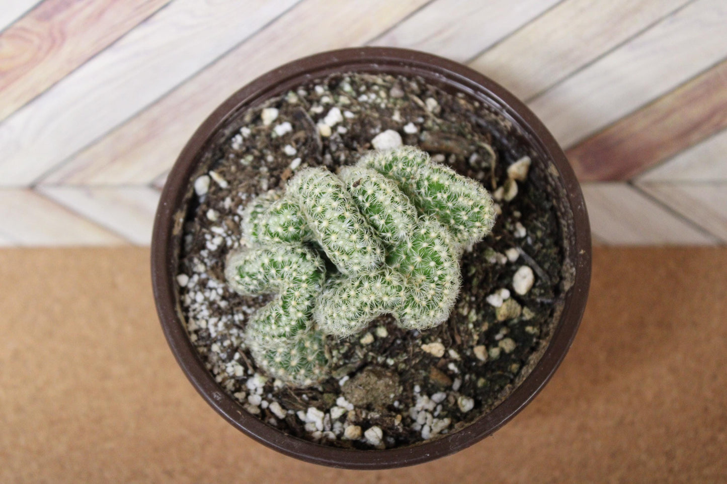 4 inch Mammillaria elongata cristata 'Brain Cactus' crested
