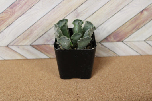 2 inch Crinkle Leaf Plant aka Key Lime Pie succulent