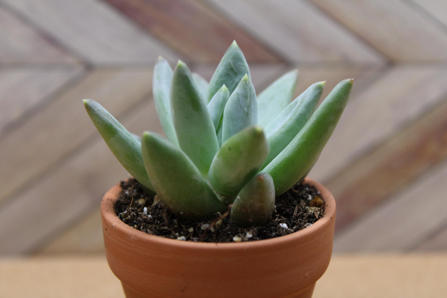 2 inch Pachyveria glauca ‘Little Jewel’