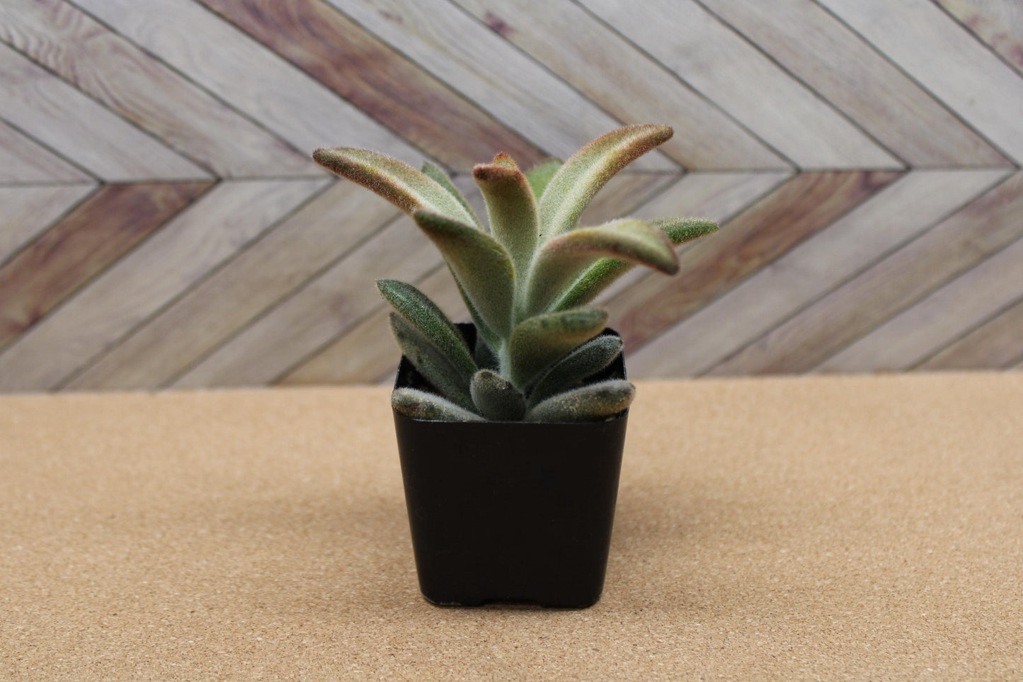 2 inch Kalanchoe tomentosa ‘Chocolate Soldier’