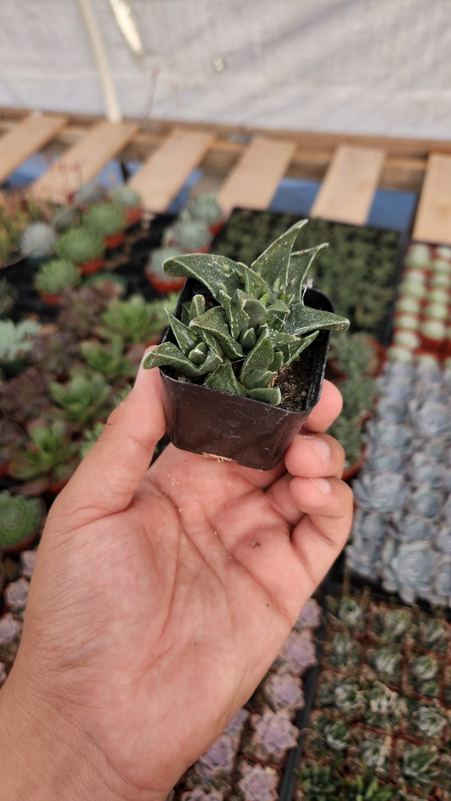 2 inch Faucaria tuberculosa 'pebbled tigers jaw'