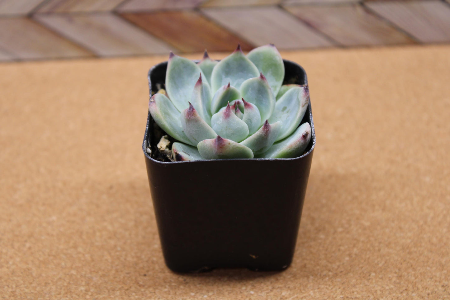 2 inch Echeveria 'Colorata'